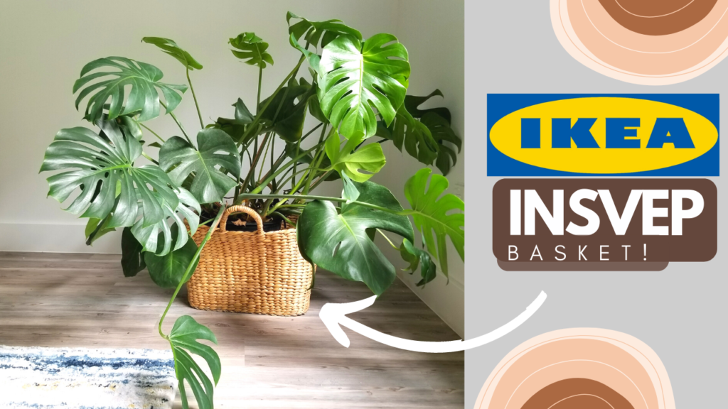 IKEA Rattan XL Bag as a Plantern (IN REALITY)